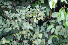 Ficus exasperata